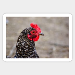 42018 hen Sticker